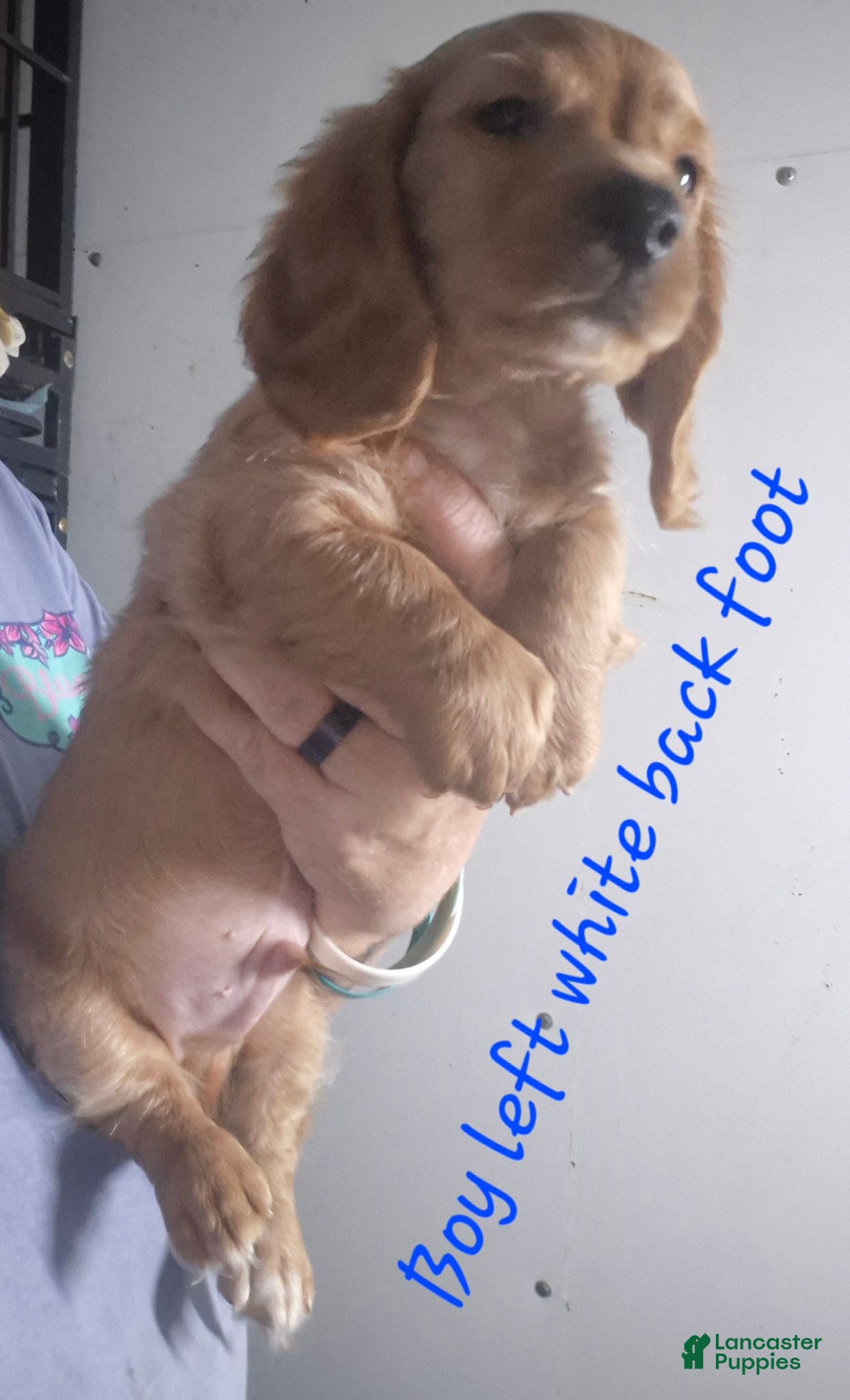 Miniature Dachshund dogs Miniature Dachshund 2 - Ad 1