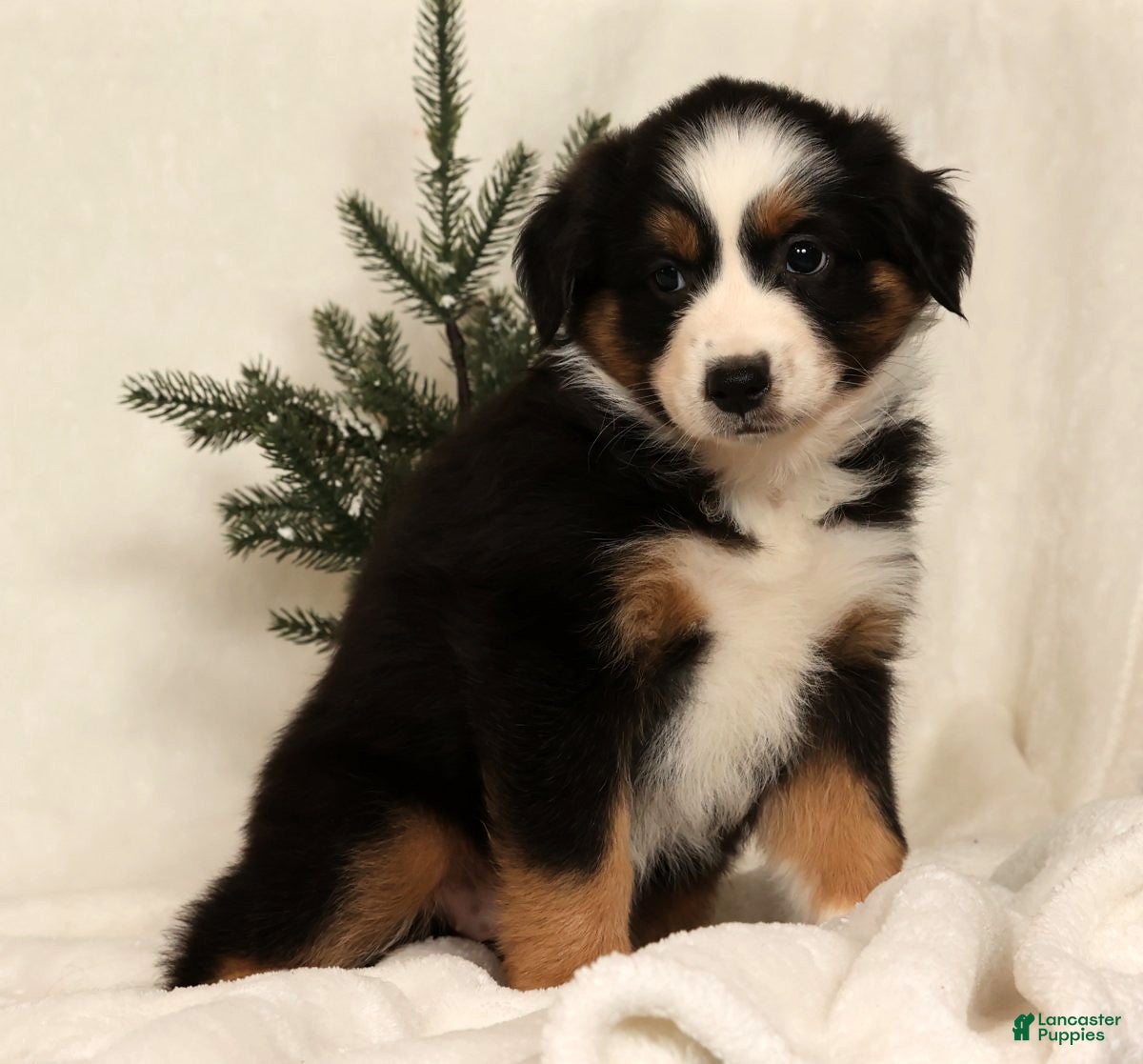 Miniature Australian Shepherd dogs Tammy - Ad 2