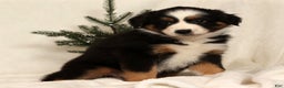 Miniature Australian Shepherd dogs for sale: Tammy - Ad 2