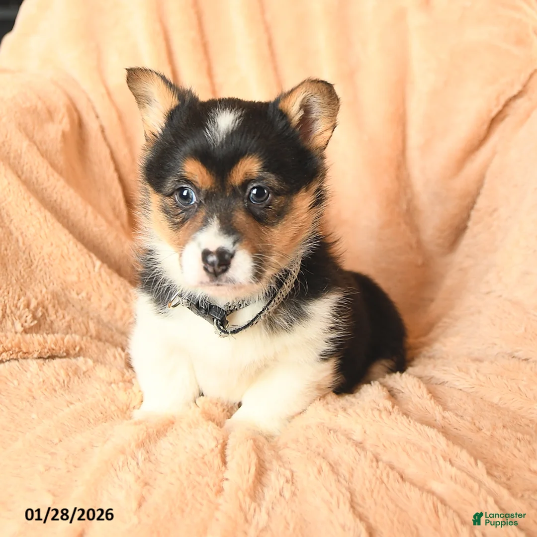 Welsh Corgi Pembroke dogs for sale: Dakota - Ad 2