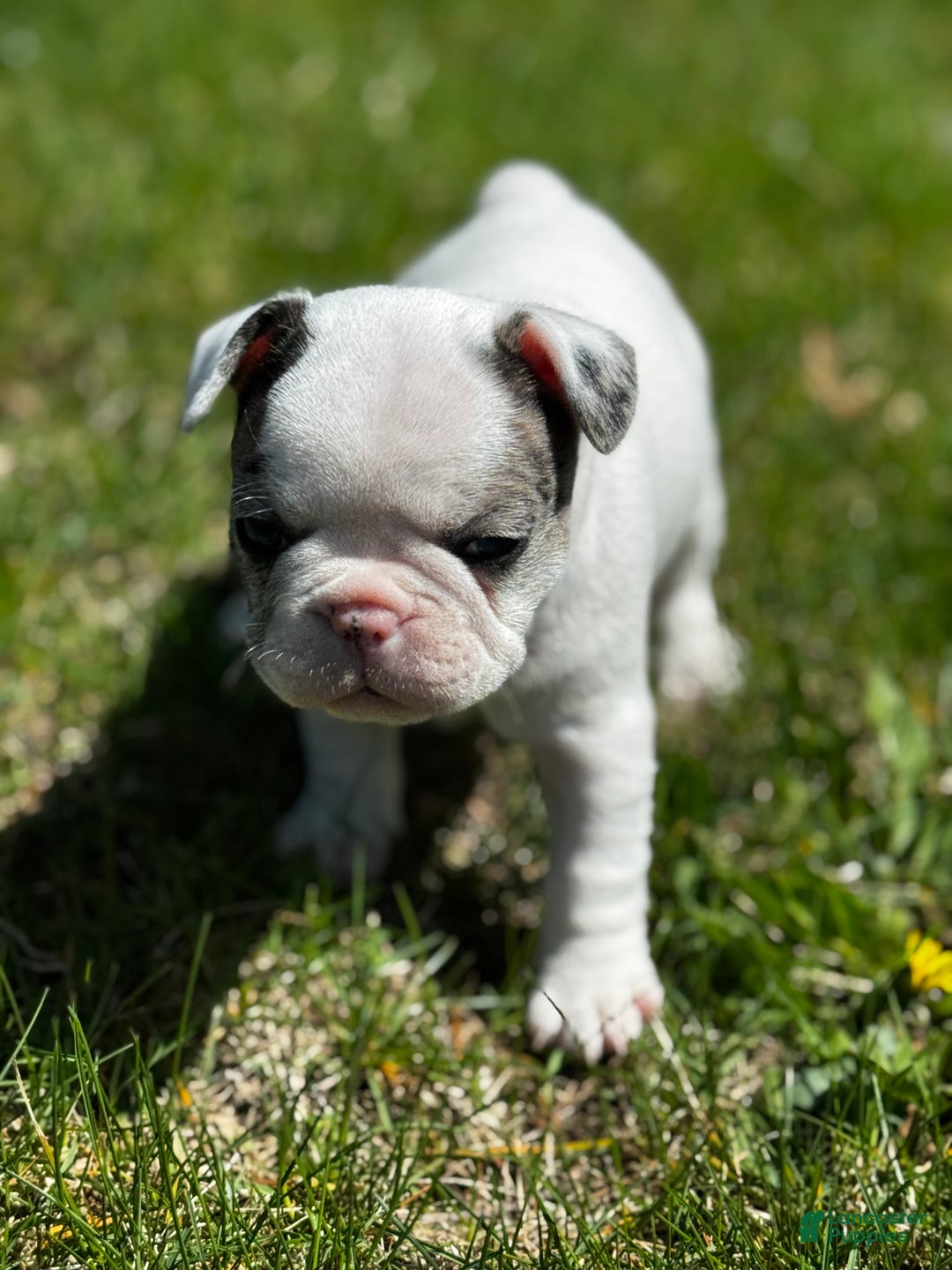 French Bulldog dogs for sale: French Bulldog Puppy 2 “Whisp” - Ad 7