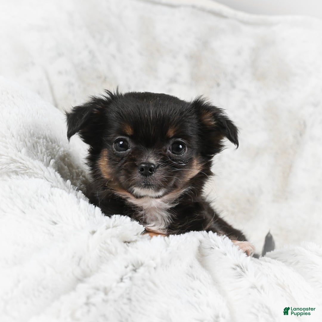 Chihuahua dogs for sale: Sally - Ad 7