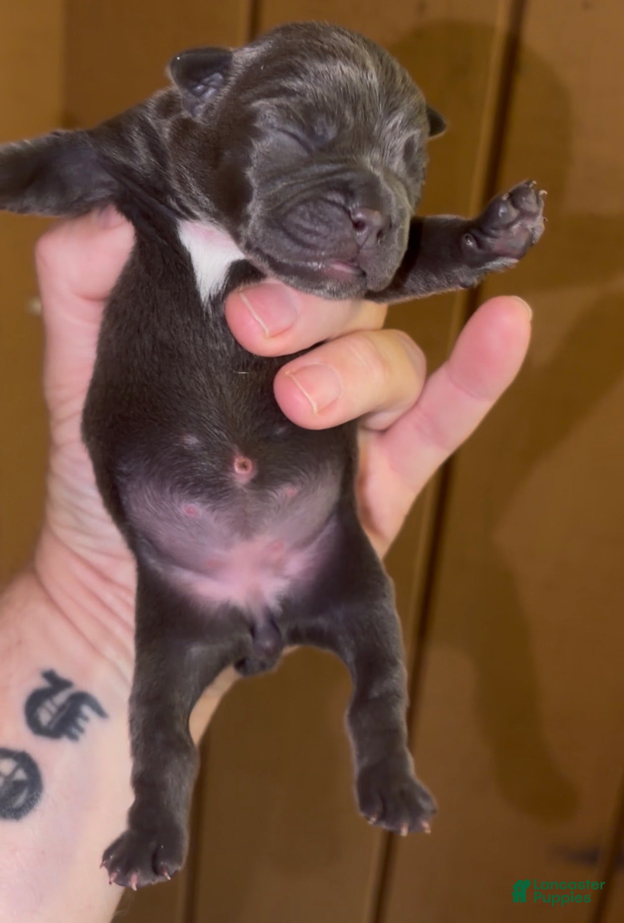 French Bulldog dogs Blueberry Muffins_Female - Ad 1
