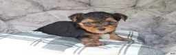 Yorkshire Terrier dogs for sale: Maggie - Ad 10