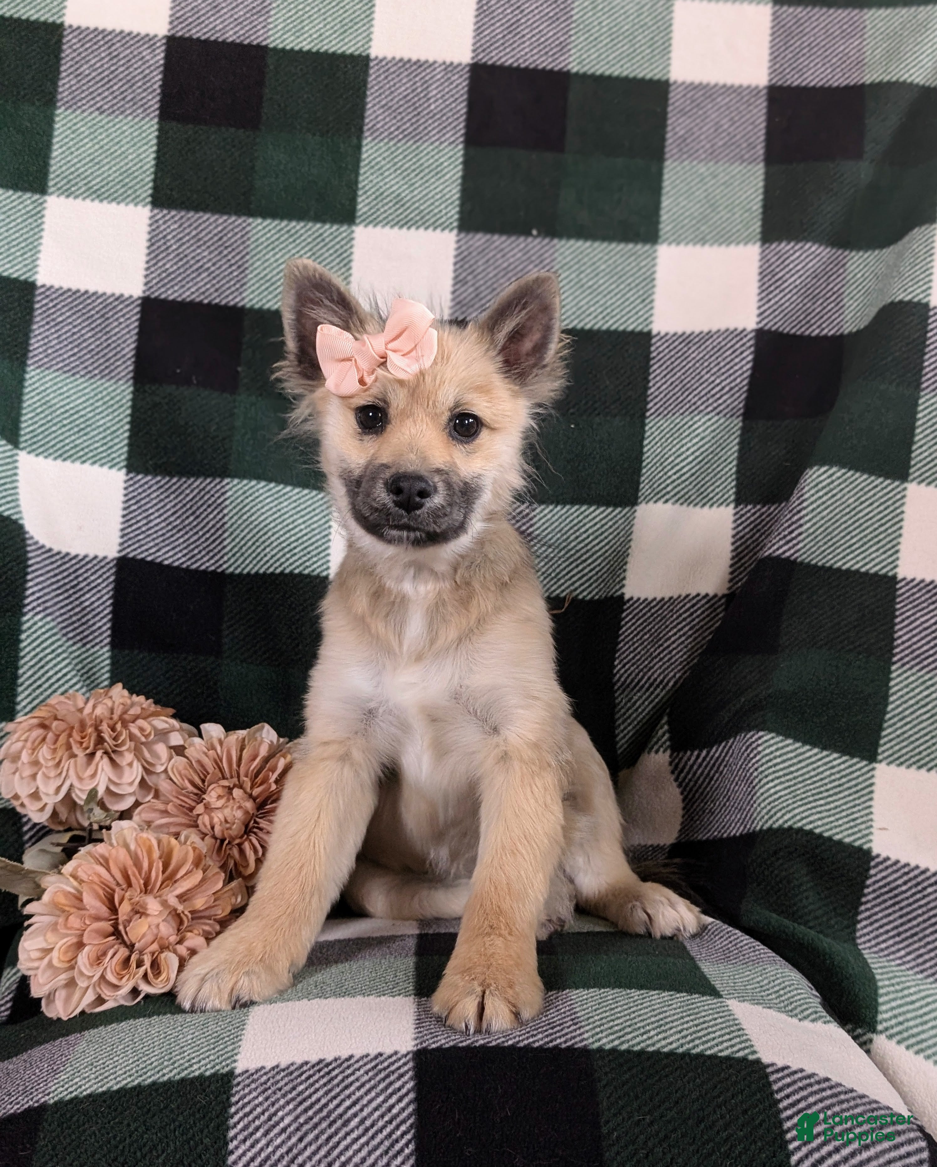 Pomeranian dogs Cleo - Ad 1