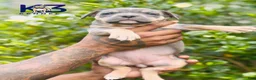 American Bully dogs for sale: American Bully Puppy 9 - Ad 2