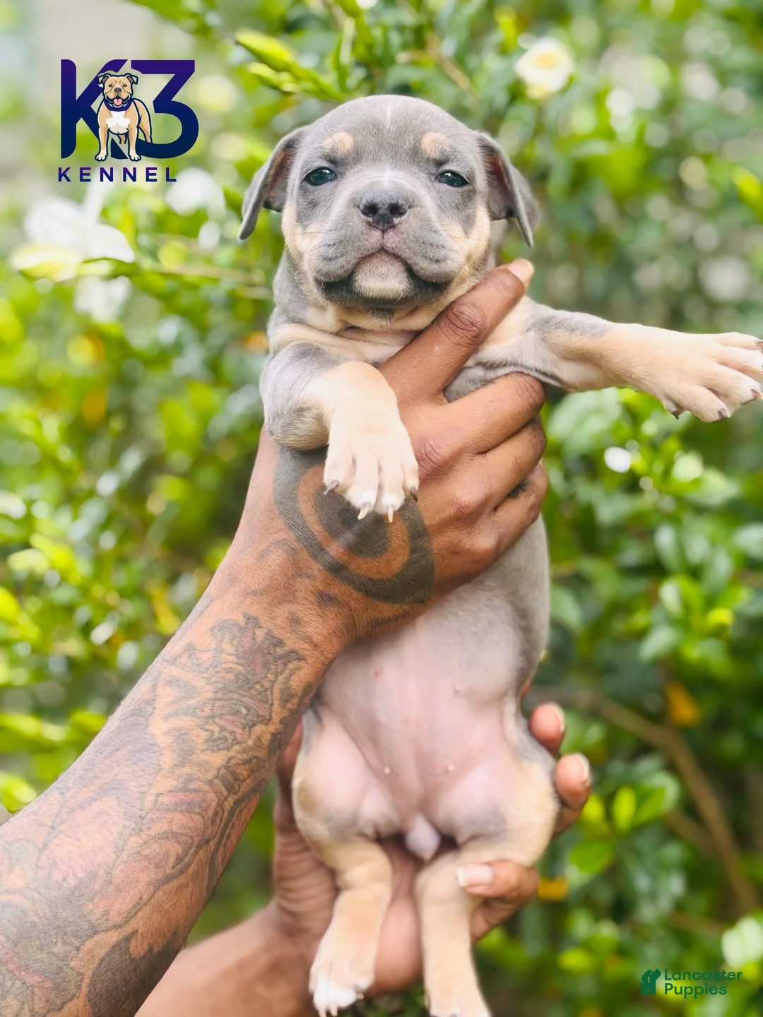 American Bully dogs for sale: American Bully Puppy 9 - Ad 2