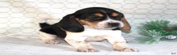 Beagle dogs for sale: Max - Ad 2