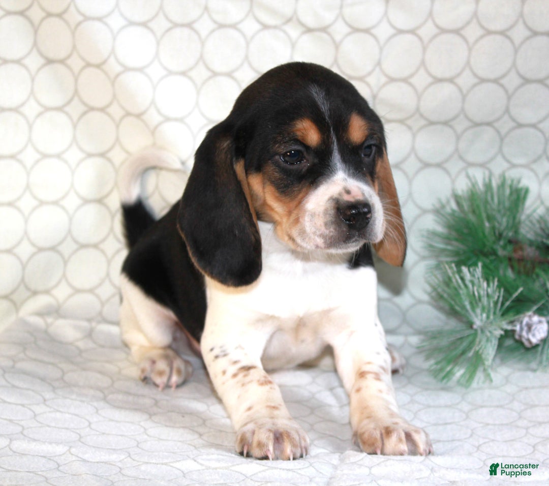 Beagle dogs for sale: Max - Ad 2