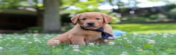 Golden Retriever dogs for sale: Vincent - Ad 11