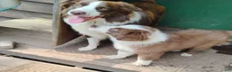 Australian Shepherd dogs for sale: Rocky - Ad 5