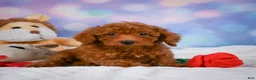 Cavapoo dogs for sale: Duke - Ad 10