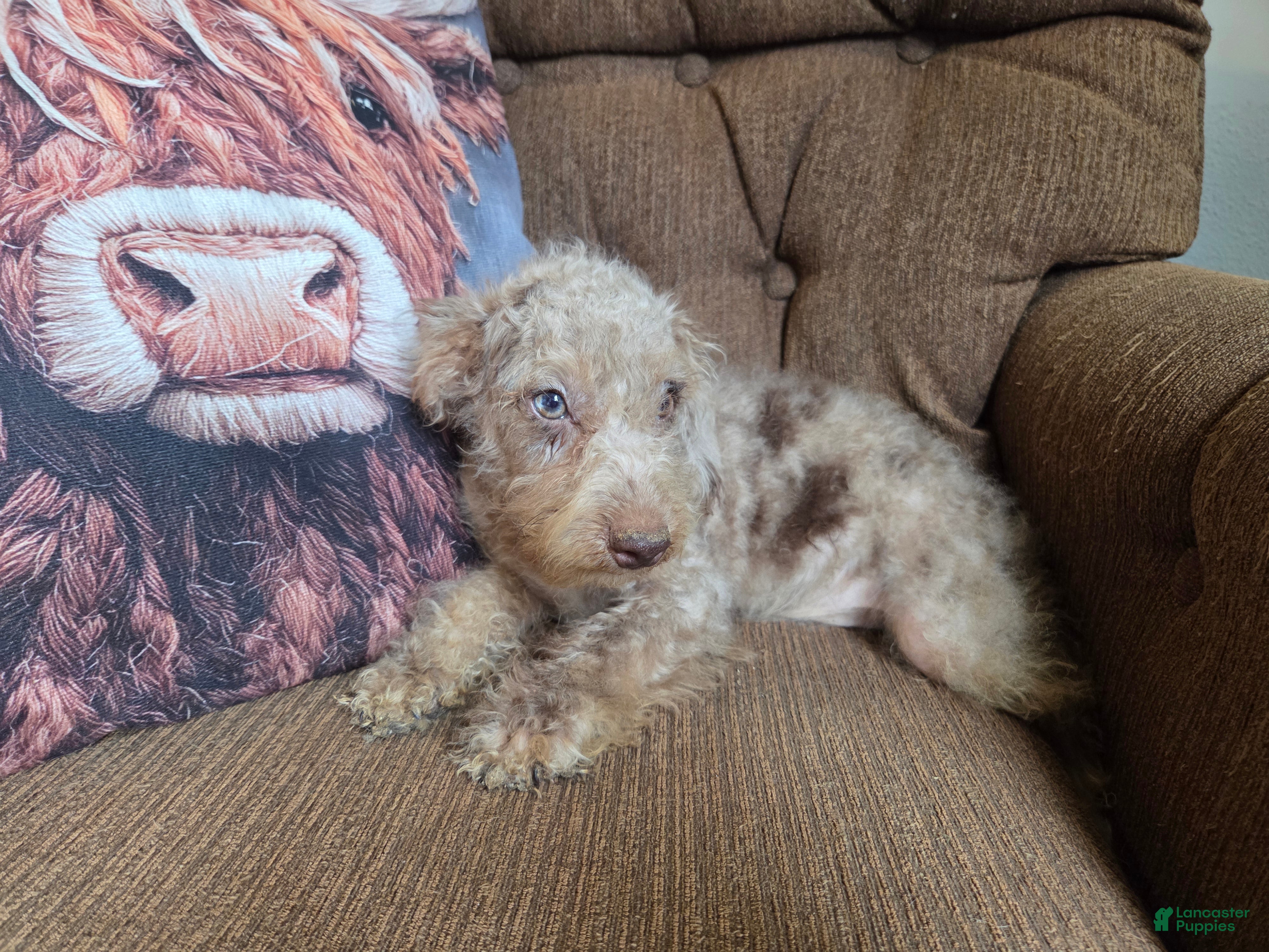 Cockapoo dogs Boys - Ad 2