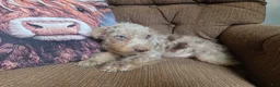 Cockapoo dogs for sale: Boys - Ad 2
