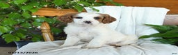 Cavapoo dogs for sale: Sage - Ad 3