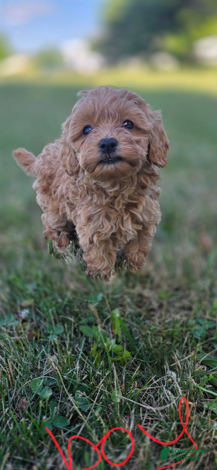 Maltipoo dogs Mikey - Ad 1