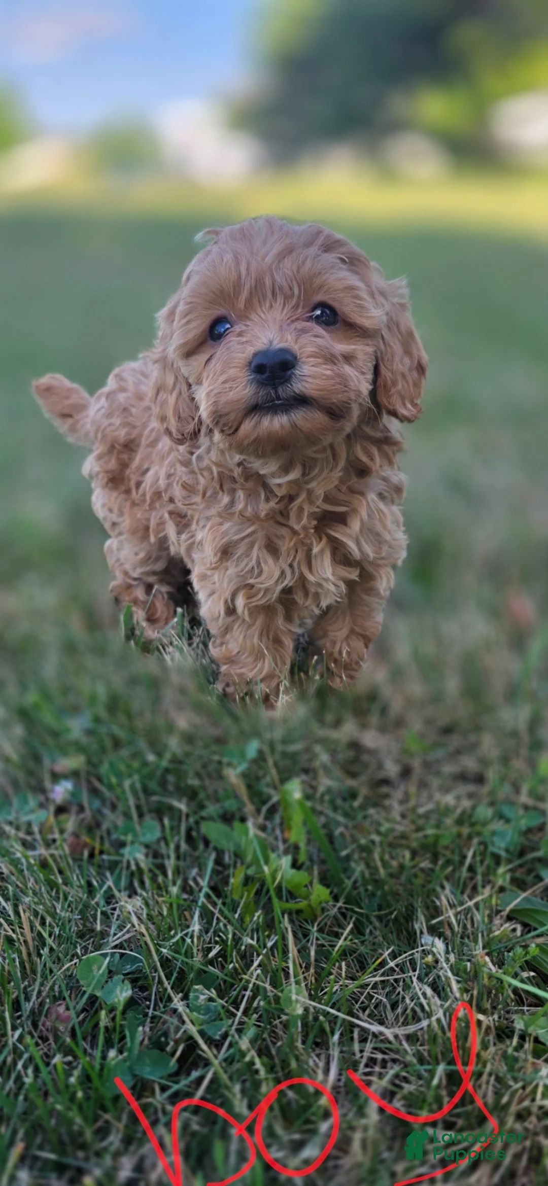 Maltipoo dogs for sale: Mikey - Ad 1