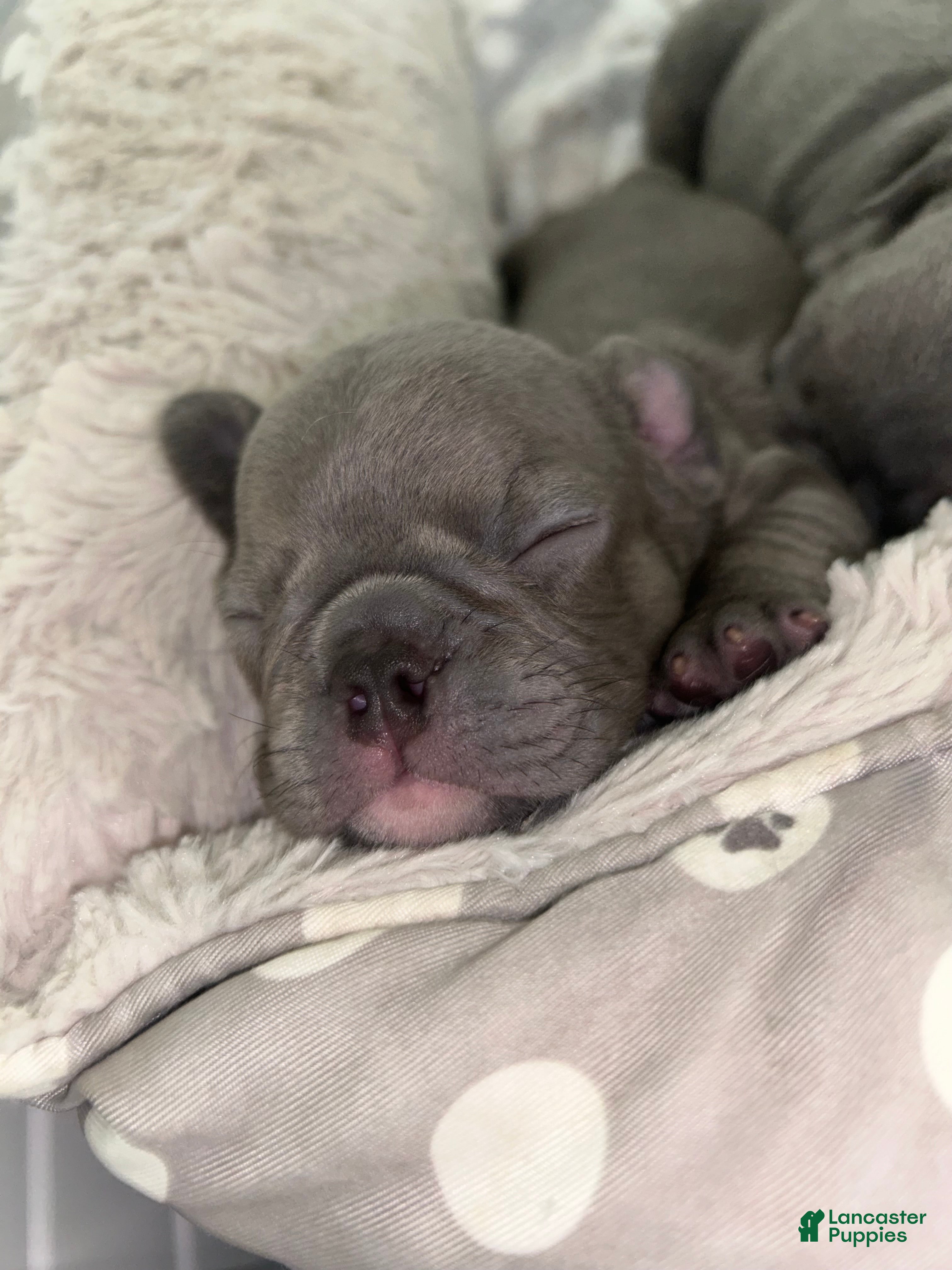 French Bulldog dogs French Bulldog 2 - Ad 2