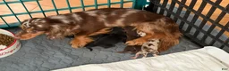 Miniature Dachshund dogs for sale: AKC Russian choc dapple super Bright - Ad 3