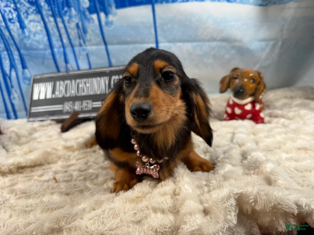 Dachshund dogs for sale: Import - Ad 8