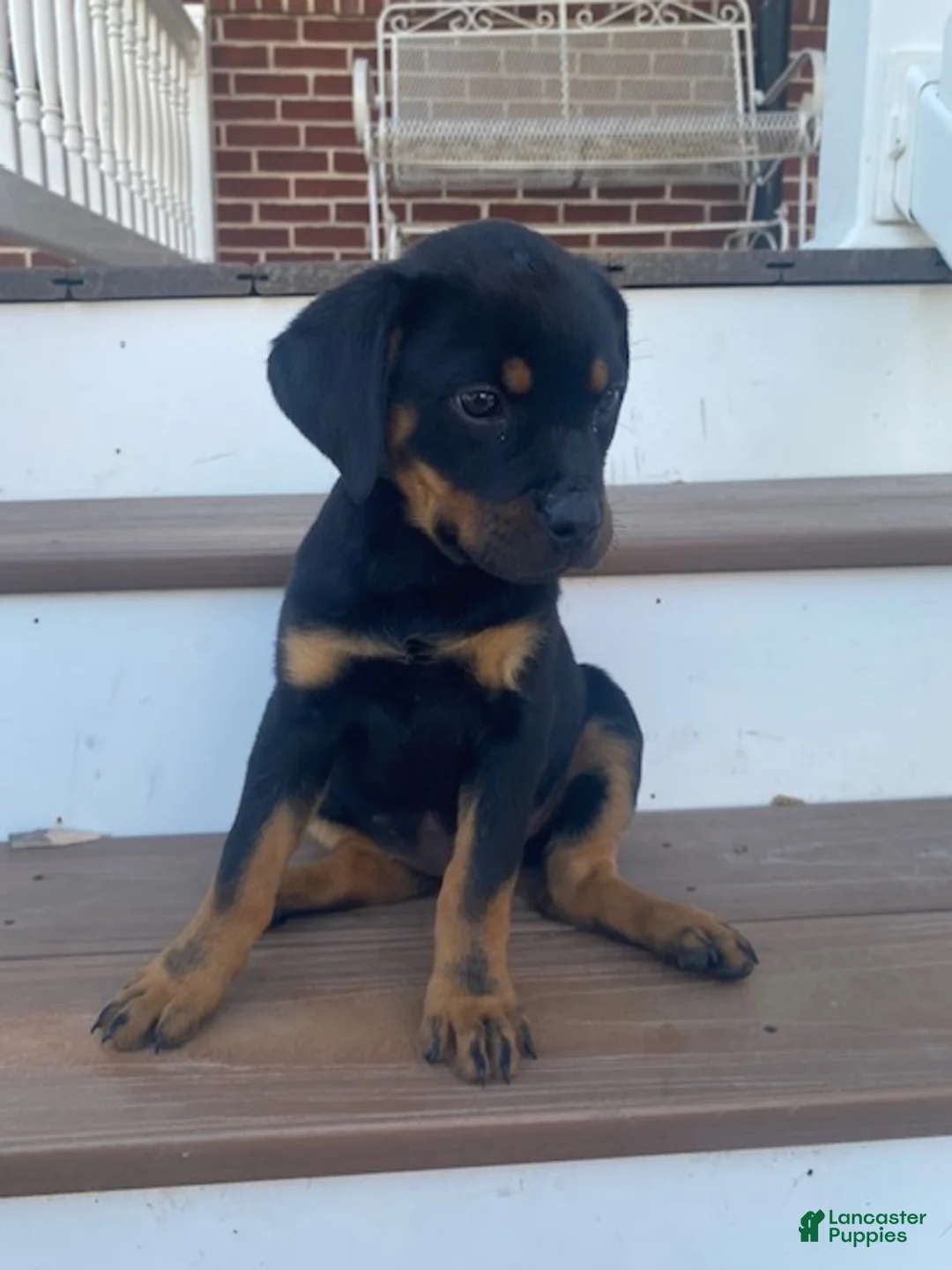 Rottweiler dogs for sale: Petunia- miniature - Ad 2