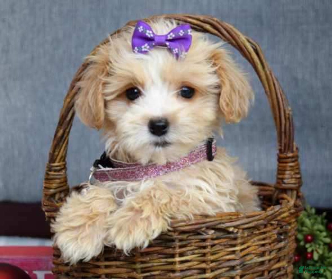 Maltipoo dogs for sale: Finn - Ad 15
