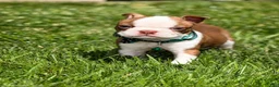 Boston Terrier dogs for sale: Max - Ad 1