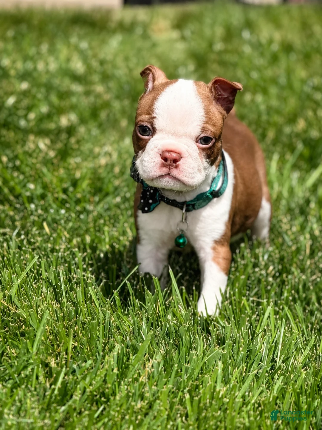 Boston Terrier dogs for sale: Max - Ad 1