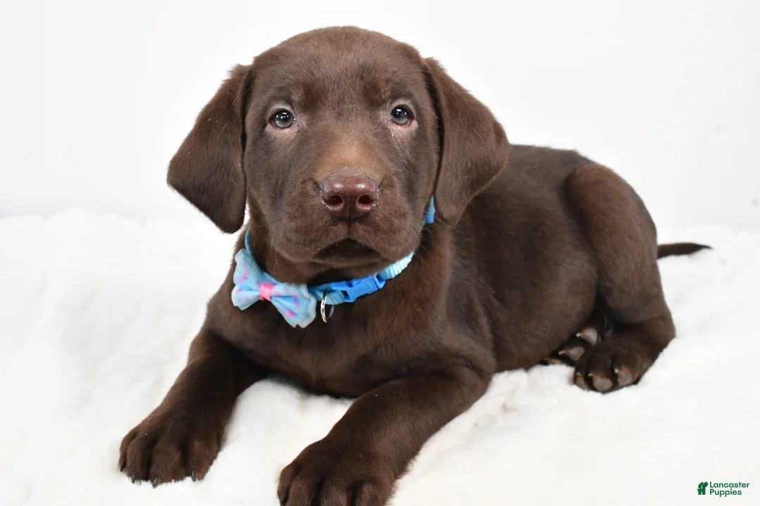 Labrador Retriever dogs for sale: Matthias - Ad 8