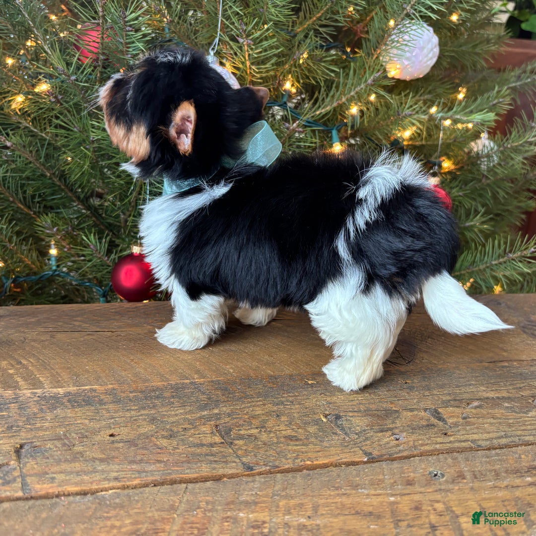 Mixed Breed dogs for sale: Blossom - Ad 5