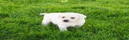 Labrador Retriever dogs for sale: Percival  - Ad 5