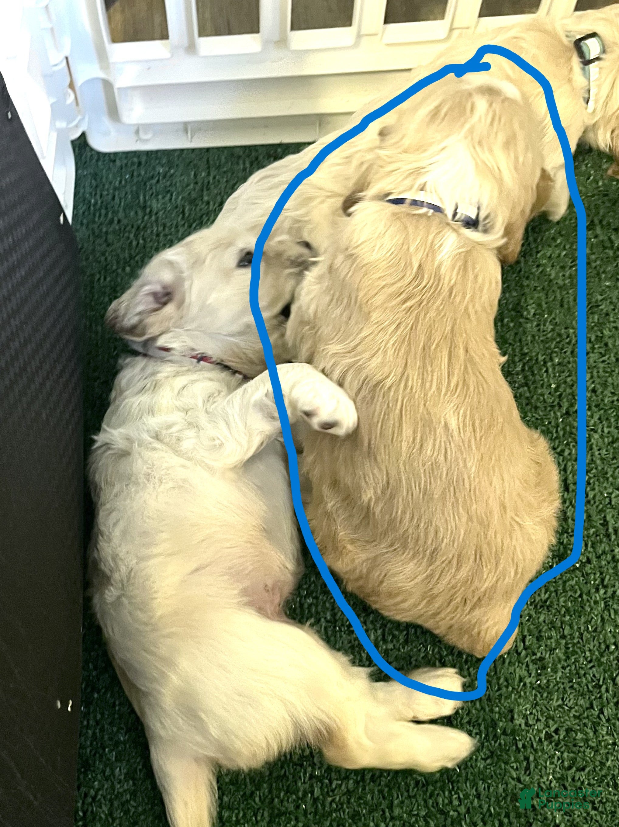 Cocker Spaniel dogs Cocker Spaniel Puppy 1 Buddy - Ad 2