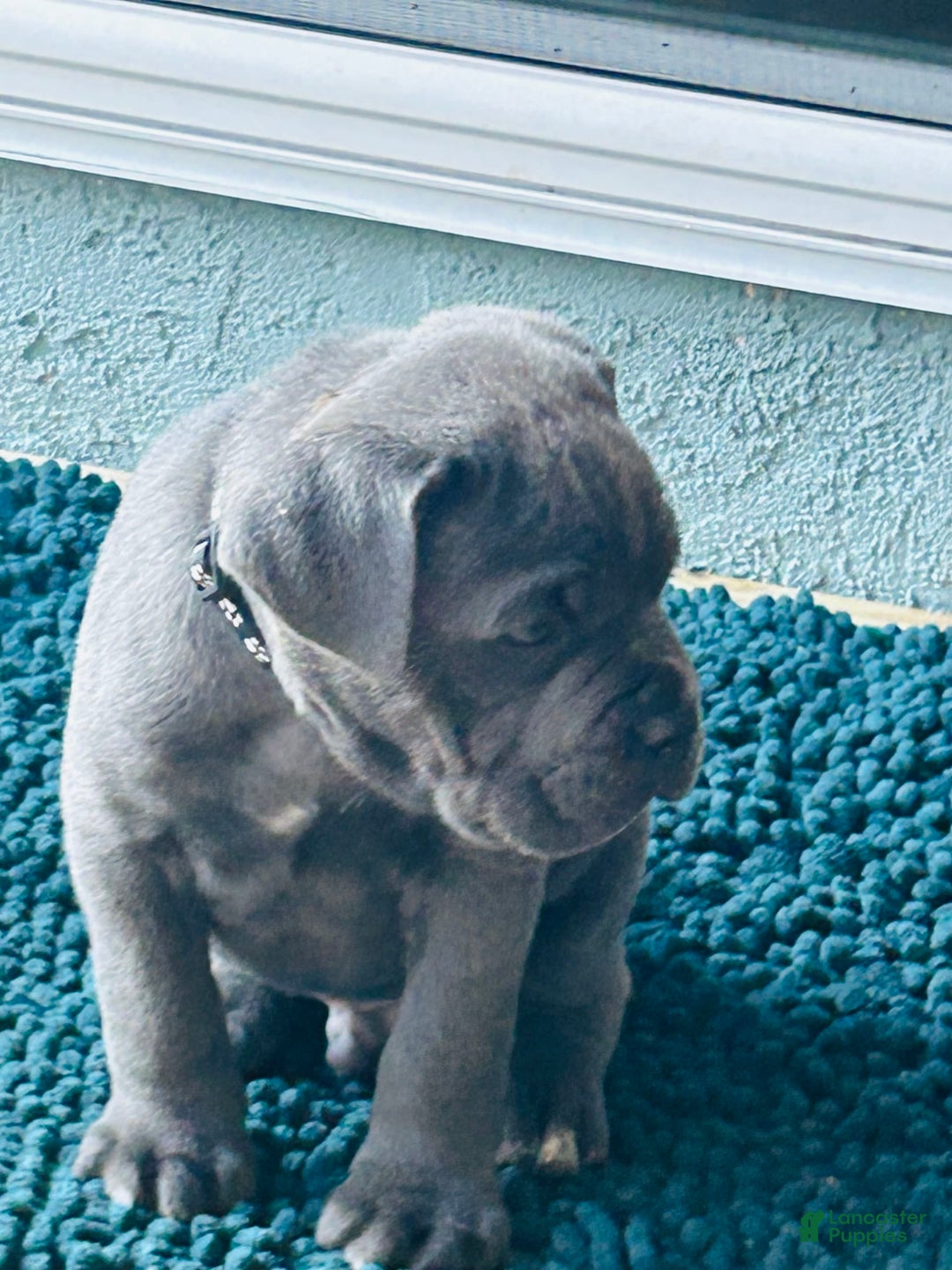 Gallery Image {{count}}