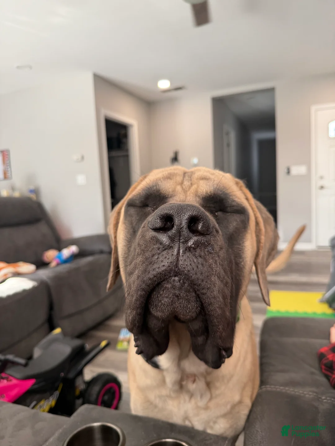 English Mastiff dogs for sale: English Mastiff Puppy 5 - Ad 6