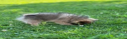 Pomeranian dogs for sale: Pip - Ad 18