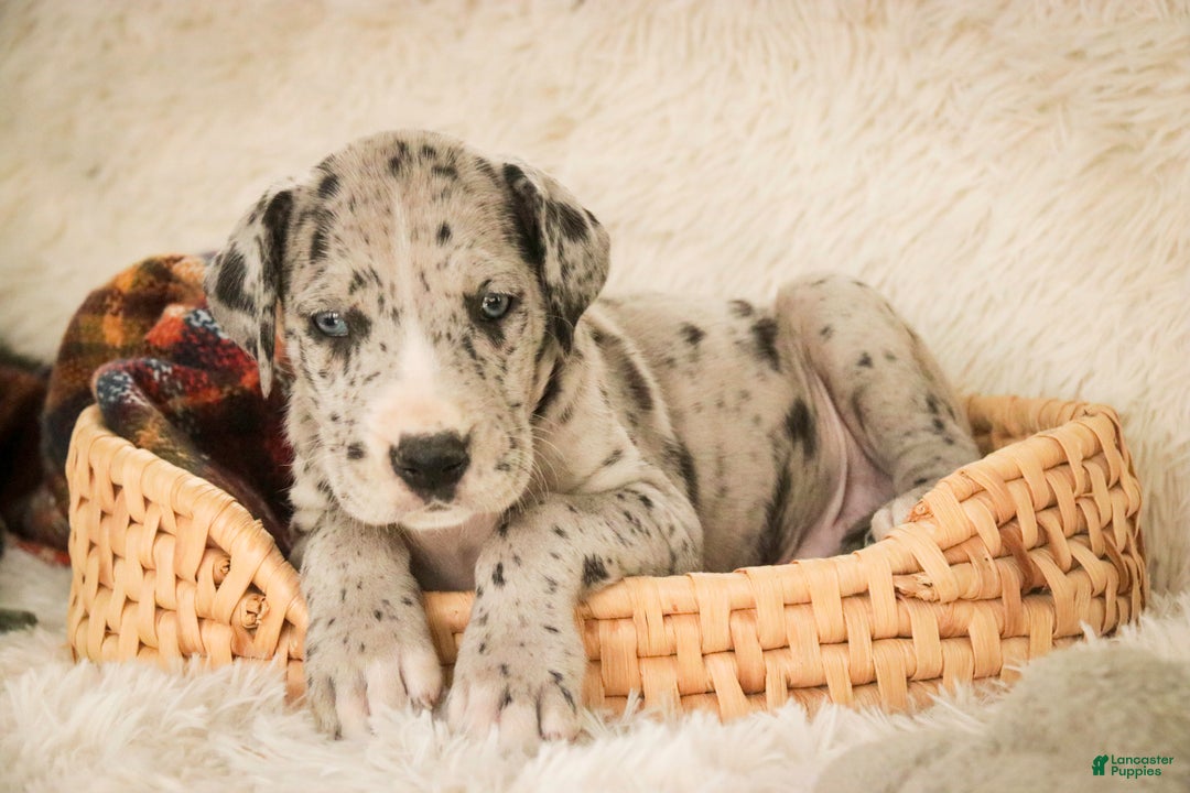 Great Dane dogs for sale: Thomas - Ad 2