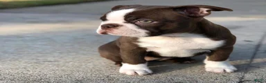 Boston Terrier 4