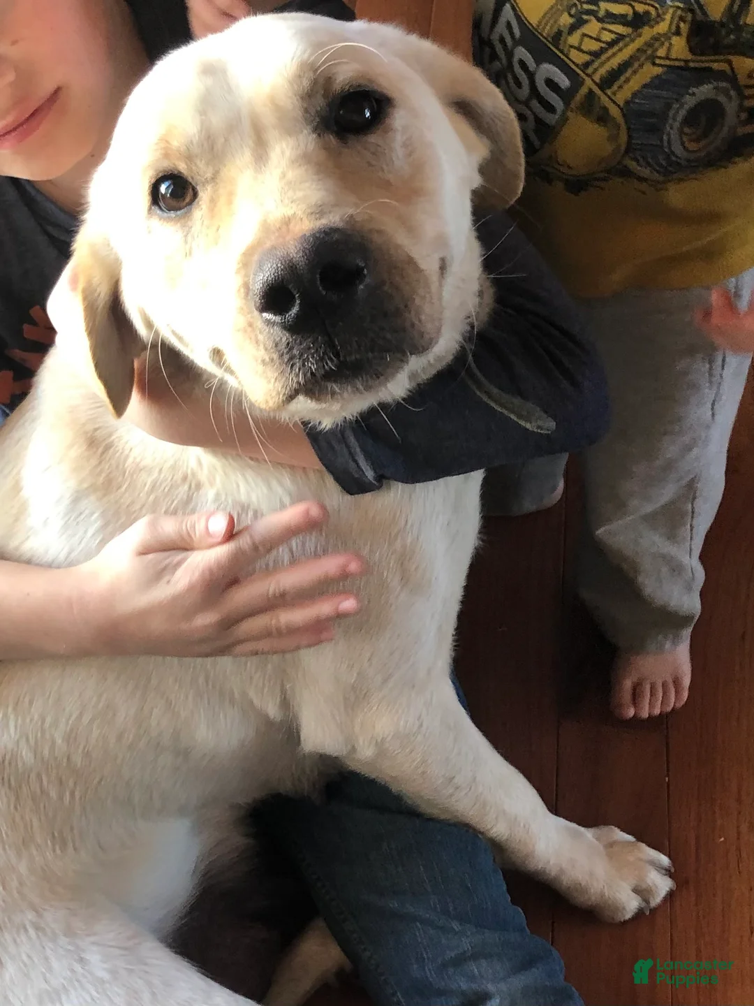 Labrador Retriever dogs for sale: Poppy - Ad 8