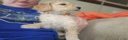 Goldendoodle dogs for sale: Goldendoodle Puppy white girl  - Ad 3