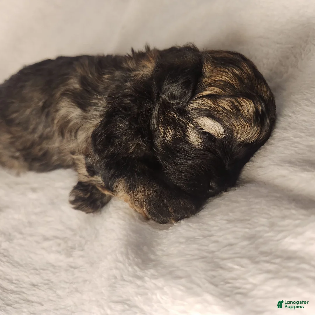 Shihpoo dogs for sale: Shihpoo 4 - Ad 2