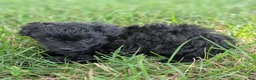 Pomapoo dogs for sale: Poppy - Ad 9