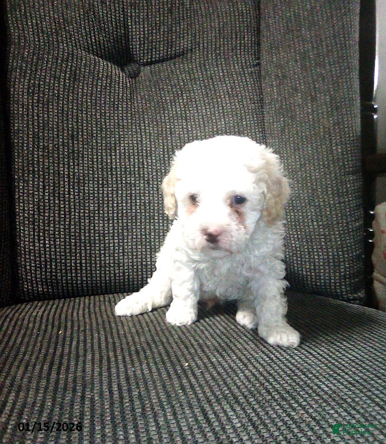 Toy Poodle dogs Echo - Ad 22