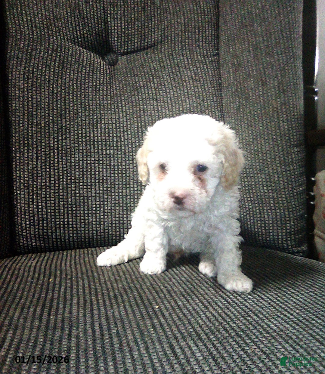 Toy Poodle dogs for sale: Echo - Ad 1