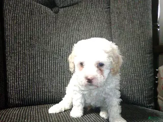 Toy Poodle dogs Echo - Ad 5