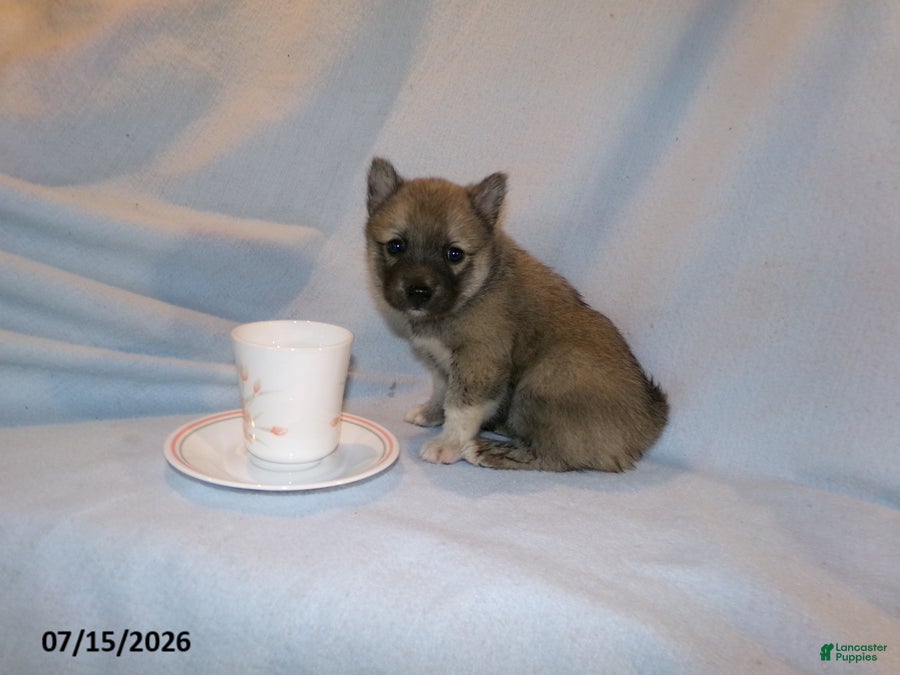 Pomsky dogs Mocha - Ad 1