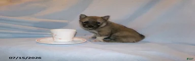 Mocha