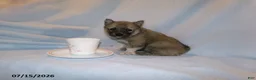 Pomsky dogs for sale: Mocha - Ad 1