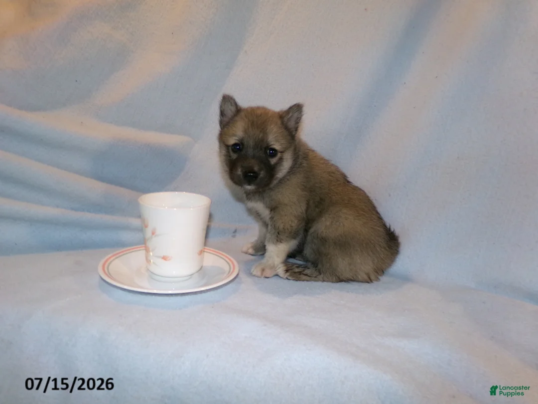 Pomsky dogs for sale: Mocha - Ad 1