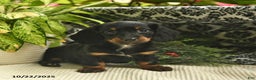 Miniature Dachshund dogs for sale: Felicity  - Ad 7