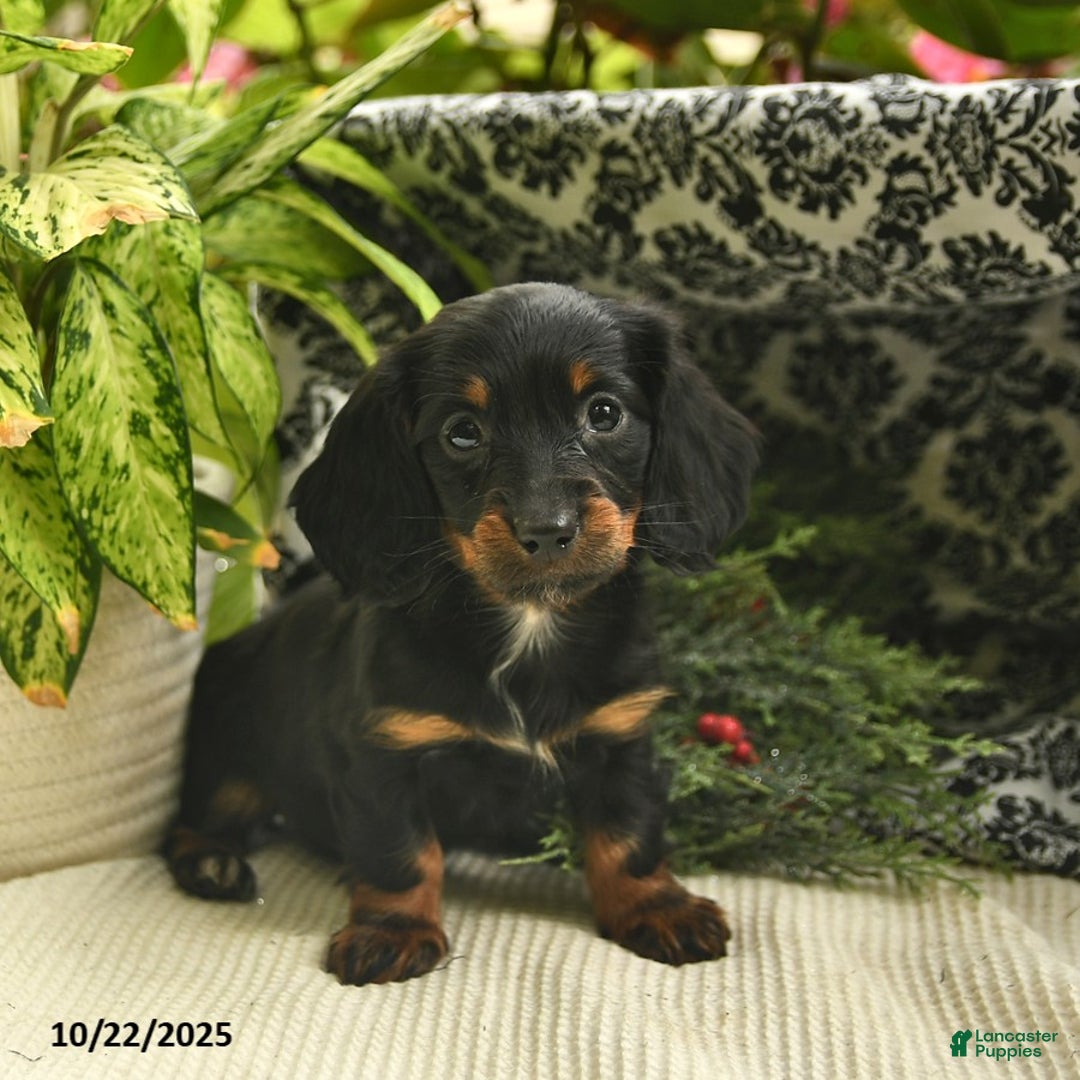Miniature Dachshund dogs for sale: Felicity  - Ad 7